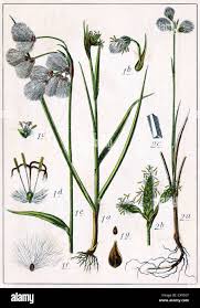 Attēlu rezultāti vaicājumam “Eriophorum latifolium flower”