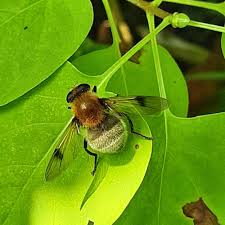 Attēlu rezultāti vaicājumam “Arctophila superbiens”