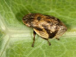 Attēlu rezultāti vaicājumam “Lepyronia coleoptrata”