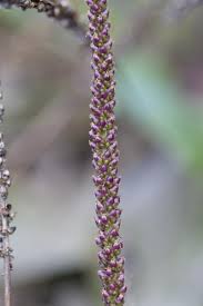 Attēlu rezultāti vaicājumam “Plantago major flower”