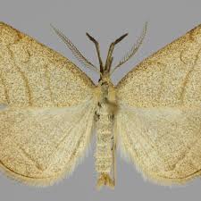 Attēlu rezultāti vaicājumam “Polypogon tentacularius”