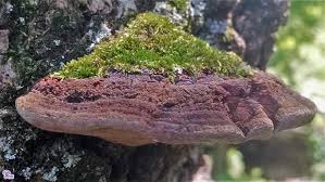 Attēlu rezultāti vaicājumam “Phellinus”