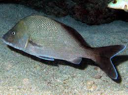 Image result for Haemulon album