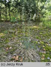 Attēlu rezultāti vaicājumam “Festuca psammophila”