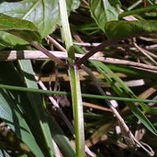 Attēlu rezultāti vaicājumam “Diderma montanum stalked”