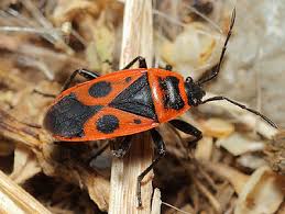 Attēlu rezultāti vaicājumam “Pyrrhocoris apterus”