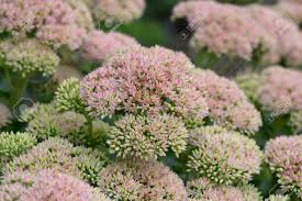 Image result for Chrysanthemum spectabile