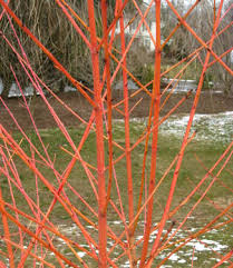 Attēlu rezultāti vaicājumam “Cornus sanguinea”