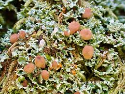 Attēlu rezultāti vaicājumam “Cladonia caespiticia”