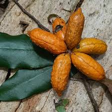 Attēlu rezultāti vaicājumam “Anisantha tectorum fruit”