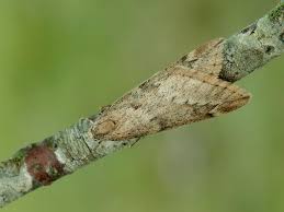 Attēlu rezultāti vaicājumam “Alsophila aescularia”