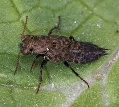 Attēlu rezultāti vaicājumam “Ontholestes murinus”