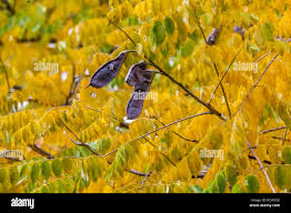 Attēlu rezultāti vaicājumam “Gymnocladus dioicus leaf”
