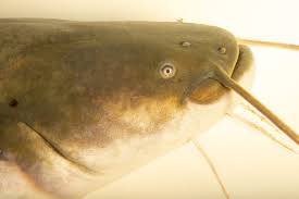 Image result for Silurus glanis