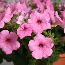 Image result for Petunia