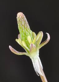 Attēlu rezultāti vaicājumam “Myosurus minimus flower”