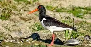 Attēlu rezultāti vaicājumam “Haematopus ostralegus”