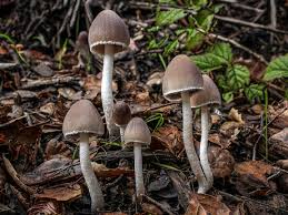 Attēlu rezultāti vaicājumam “Psathyrella pygmaea”