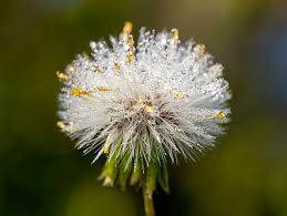 Attēlu rezultāti vaicājumam “Senecio vulgaris leaf”