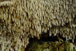 Attēlu rezultāti vaicājumam “Hyphodontia barba-jovis”