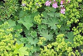 Attēlu rezultāti vaicājumam “Alchemilla subcrenata  flower”