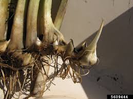 Attēlu rezultāti vaicājumam “Butomus umbellatus bud”