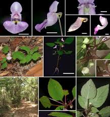 Attēlu rezultāti vaicājumam “Balsaminaceae”