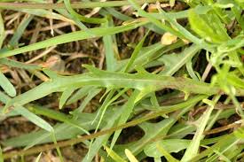 Attēlu rezultāti vaicājumam “Uroleucon hypochoeridis”