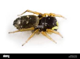 Attēlu rezultāti vaicājumam “Heliophanus sp.”