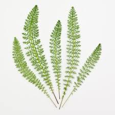 Attēlu rezultāti vaicājumam “Achillea millefolium leaf”