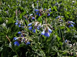 Attēlu rezultāti vaicājumam “Symphytum asperum flower”