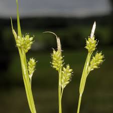 Attēlu rezultāti vaicājumam “Carex pallescens”