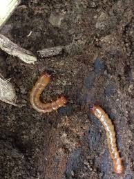 Attēlu rezultāti vaicājumam “Pyrochroidae larva”