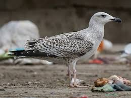 Attēlu rezultāti vaicājumam “Larus marinus adult”