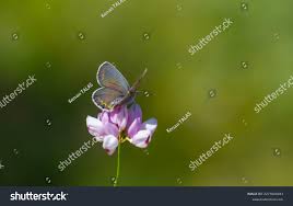 Attēlu rezultāti vaicājumam “Plebejus argyrognomon underside”