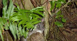 Attēlu rezultāti vaicājumam “Rodentia”