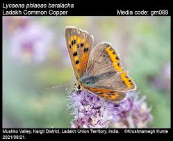 Attēlu rezultāti vaicājumam “Lycaena phlaeas”
