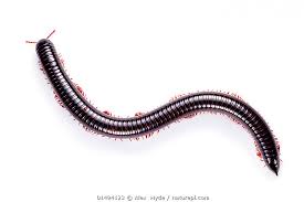 Attēlu rezultāti vaicājumam “Diplopoda”