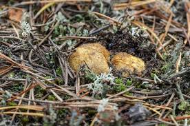 Attēlu rezultāti vaicājumam “Rhizopogon luteolus”