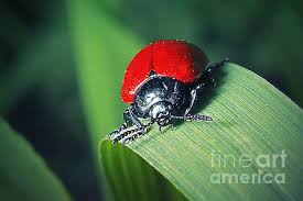 Attēlu rezultāti vaicājumam “Chrysomela populi”