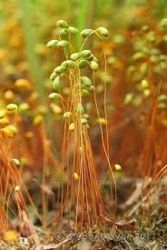 Attēlu rezultāti vaicājumam “Funaria hygrometrica”