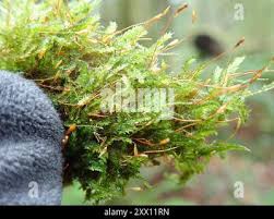 Attēlu rezultāti vaicājumam “Pseudotaxiphyllum elegans macro”