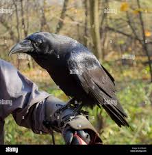 Attēlu rezultāti vaicājumam “Corvus corax”