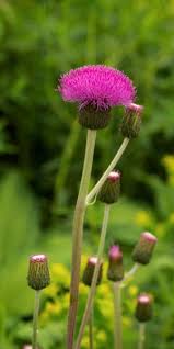 Attēlu rezultāti vaicājumam “Cirsium heterophyllum flower”