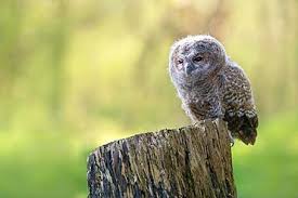 Attēlu rezultāti vaicājumam “Strix aluco juvenile”