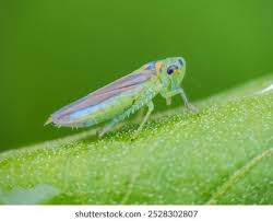 Attēlu rezultāti vaicājumam “Cicadellidae”