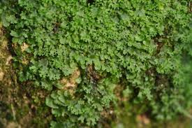 Attēlu rezultāti vaicājumam “Pellia endiviifolia”