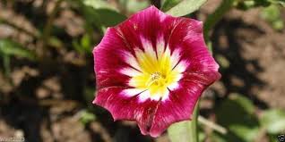 Image result for Convolvulus tricolor