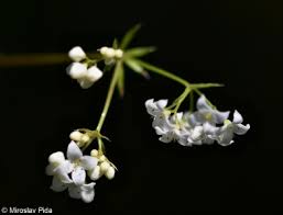 Attēlu rezultāti vaicājumam “Galium uliginosum”