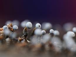 Attēlu rezultāti vaicājumam “Physarum leucopus plasmodium”